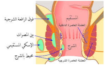 ما هو الخراج الشرجي